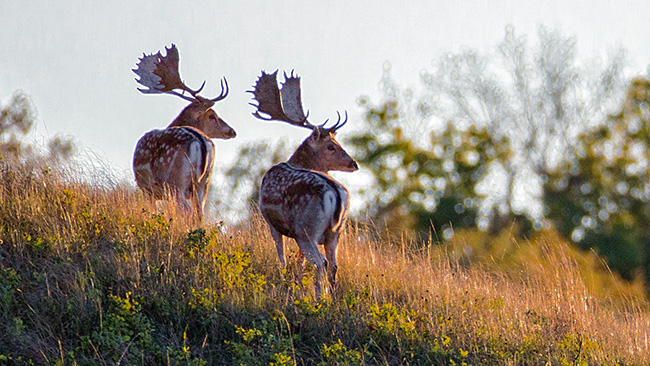 Fallow Deer Hunts